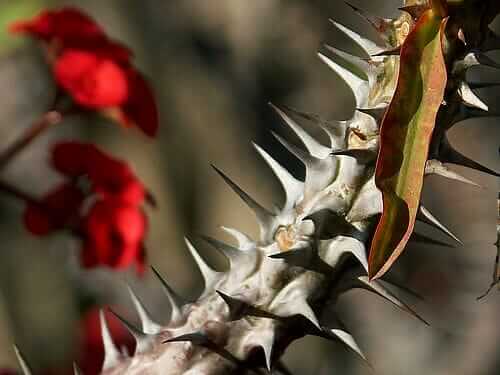 How to Build Emotional Resilience Against Judgement (Editorial) - prickly thorns on a cactus plant