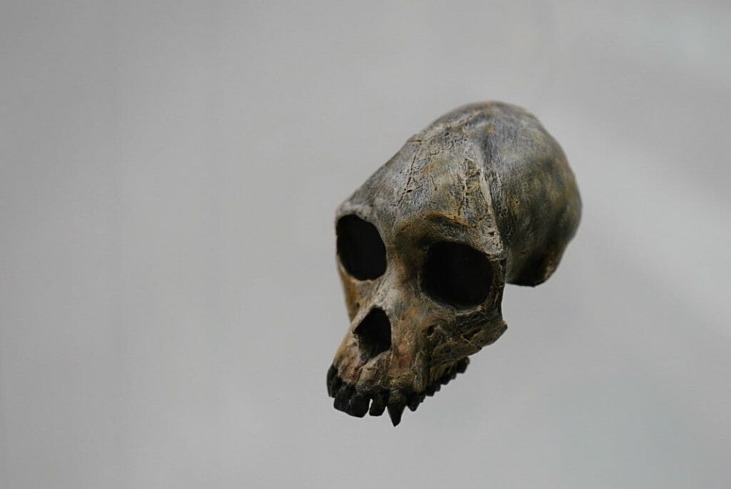 Old bone skull - painting miniatures with bone colors variety