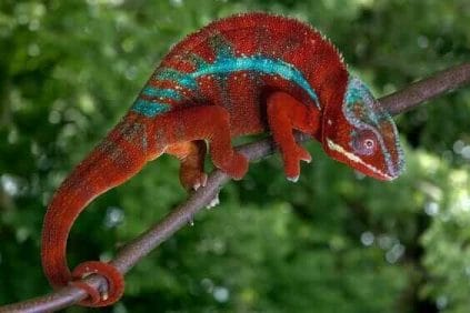 Seraphon Colour Scheme - Seraphon Color Scheme - 9 color motifs with reference images