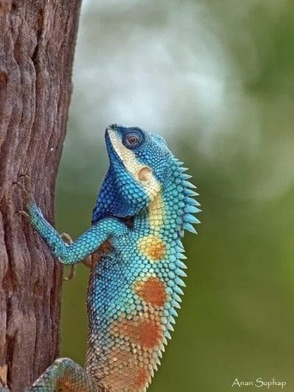 Seraphon Colour Scheme - Seraphon Color Scheme - 9 color motifs with reference images