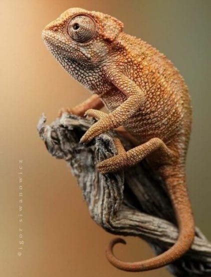 Seraphon Colour Scheme - Seraphon Color Scheme - 9 color motifs with reference images