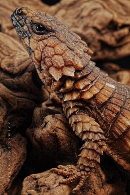 Seraphon Colour Scheme - Seraphon Color Scheme - 9 color motifs with reference images