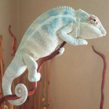 Seraphon Colour Scheme - Seraphon Color Scheme - 9 color motifs with reference images