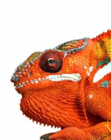 Seraphon Colour Scheme - Seraphon Color Scheme - 9 color motifs with reference images