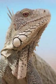 Seraphon Colour Scheme - Seraphon Color Scheme - 9 color motifs with reference images