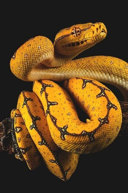 Seraphon Colour Scheme - Seraphon Color Scheme - 9 color motifs with reference images