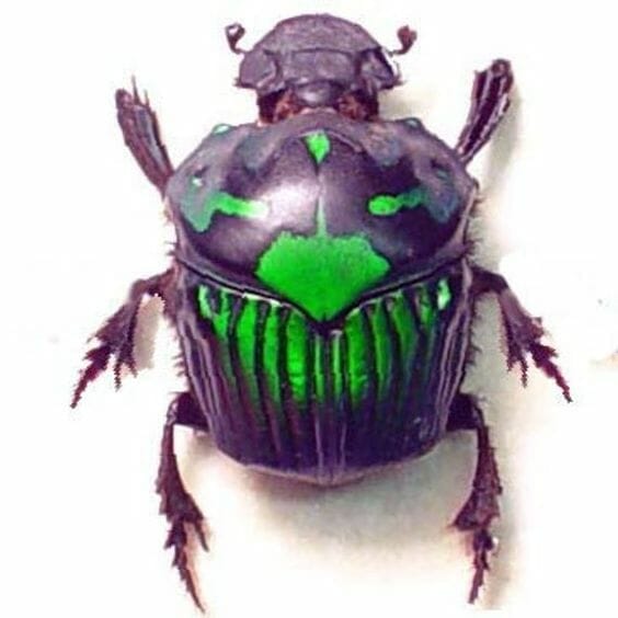 Tyranid color paint schemes – how to paint tyranids – tyranid paint schemes – tyranid army scheme – tyranid color scheme – How to choose Tyranid army color scheme – Tyranid Warhammer 40k colors – Hive fleet color schemes – Hive fleet paint scheme – Black and purple green beetle