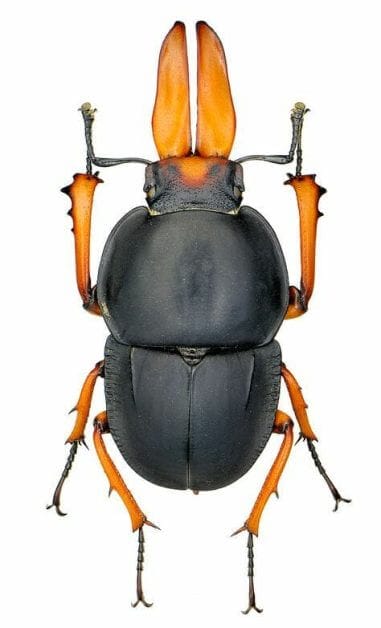 Tyranid color paint schemes – how to paint tyranids – tyranid paint schemes – tyranid army scheme – tyranid color scheme – How to choose Tyranid army color scheme – Tyranid Warhammer 40k colors – Hive fleet color schemes – Hive fleet paint scheme – Black and orange beetle