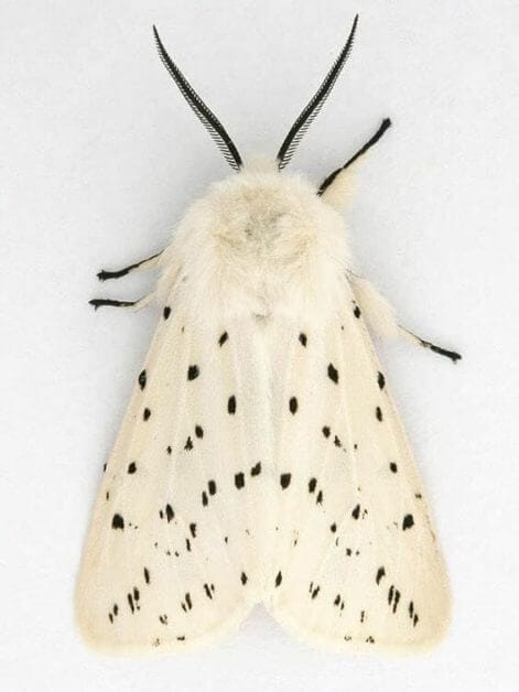 Tyranid color paint schemes – how to paint tyranids – tyranid paint schemes – tyranid army scheme – tyranid color scheme – How to choose Tyranid army color scheme – Tyranid Warhammer 40k colors – Hive fleet color schemes – Hive fleet paint scheme – Black spotted white moth