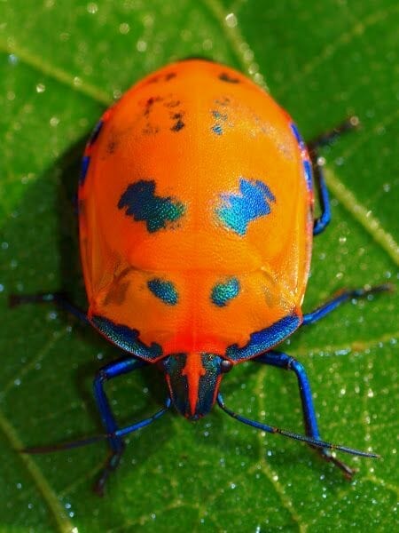 Tyranid color paint schemes – how to paint tyranids – tyranid paint schemes – tyranid army scheme – tyranid color scheme – How to choose Tyranid army color scheme – Tyranid Warhammer 40k colors – Hive fleet color schemes – Hive fleet paint scheme – orange beetle