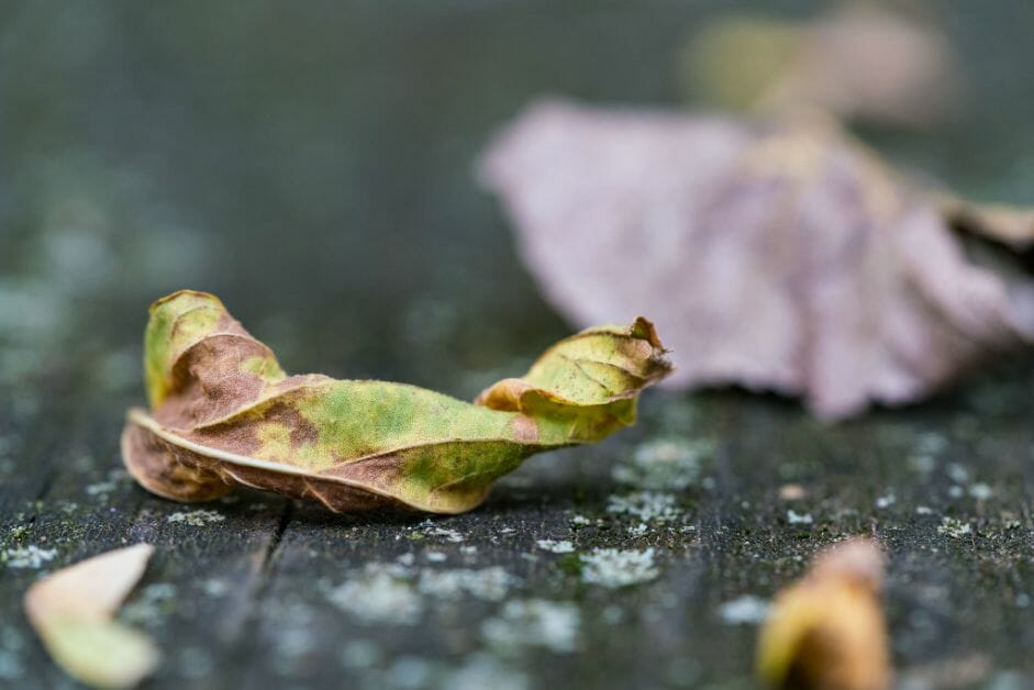 Are you surprised by time - how time flies - why time flies - why does time fly when you're having fun - time is relative concept - editorial opinion - dead leaf