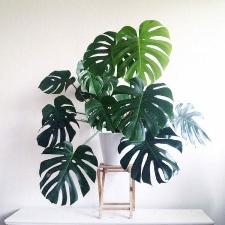 How to paint miniatures simply - simple complexity - painting philosophy for miniatures and models - using simple techniques for complex projects - tropical plant