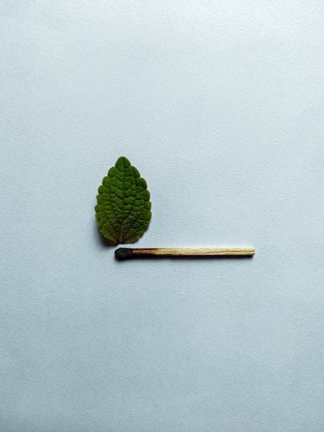 green leaf and burnt match on white background