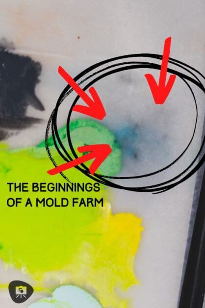 How to Prevent Wet Palette Mold (Tips, Guide) - mold spawning in my palette